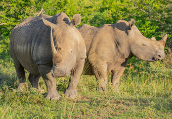 Nashorn im Naturreservat Hluhluwe Nationalpark Südafrika