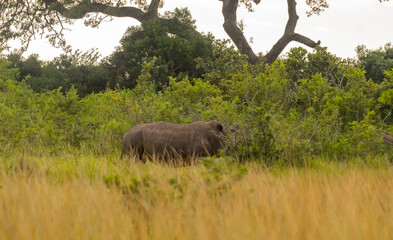 Naklejka premium Nashorn im Naturreservat Hluhluwe Nationalpark Südafrika
