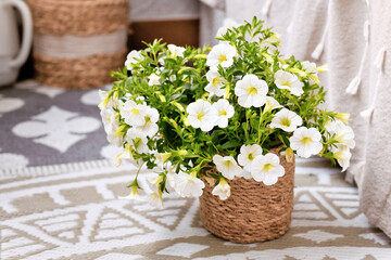 Calibrachoa plant with white flowers in basket flower pot