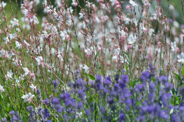 lavender and gaura blossoms