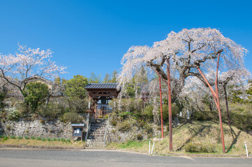 小柿山光円寺のしだれ桜