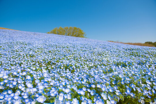 瑠璃唐草 Images Browse 1 771 Stock Photos Vectors And Video Adobe Stock