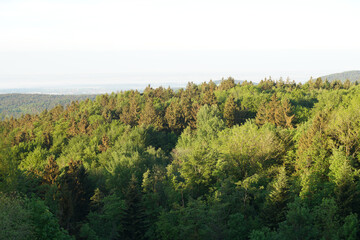 Forest in the German Bavaria in lush green in spring