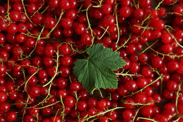  Summer is the time for vitamin berries: a green leaf on a scattered red currant, top view, close-up