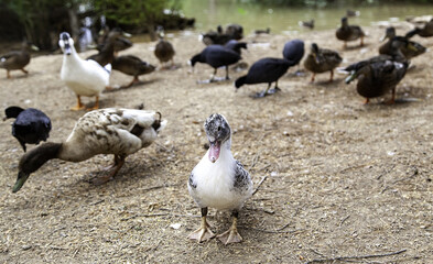 Fototapeta premium Wild ducks in freedom