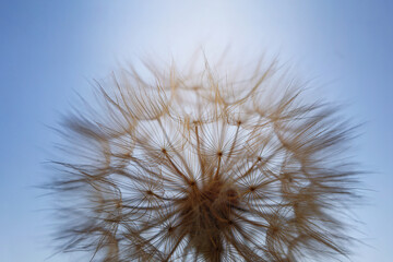 Macro shot of a dandelion flower.