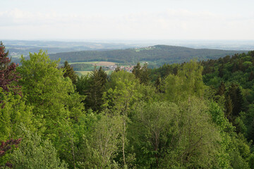 Fototapeta na wymiar Forest in the German Bavaria in lush green in spring