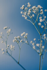 Art composition and beautiful shot of a white flower on a blue background