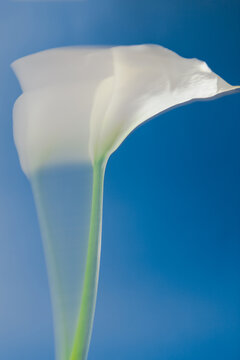 Art composition and beautiful shot of a white flower on a blue background