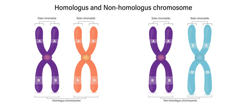 The difference of homologus and non-homologus chromosome (Heterologus chromosome). Vector used for scientific and medical education.