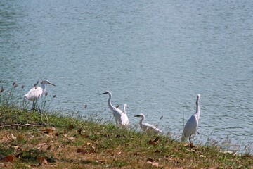 The white bird stood on the ground with a pond in the background.