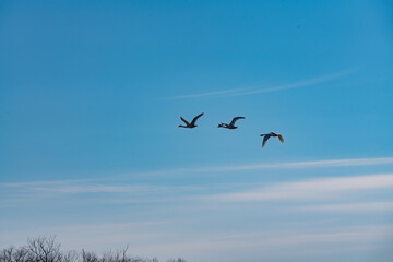 鶴居村　タンチョウ