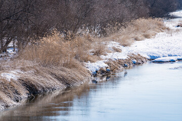 鶴居村　タンチョウ