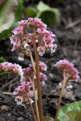 Winter Begonia Bergenia Ciliata Flowers