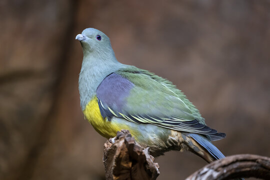 Bruce Green Pigeon Treron Waalia