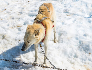 A light brown Alaskan Husky ready for an outing on the Denver glacier close to Skagway, Alaska in summertime