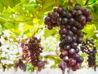 Grape in the garden.