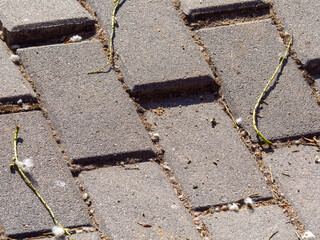 Potholes in a sidewalk used by people