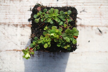 skalnica klinolistna Saxifraga cuneifolia 