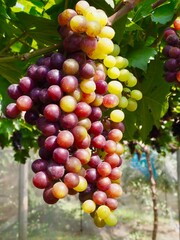 Grape in the garden.