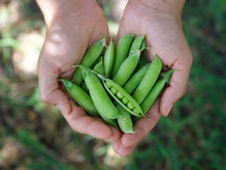 A woman holding freshly harvested green peas in her hands