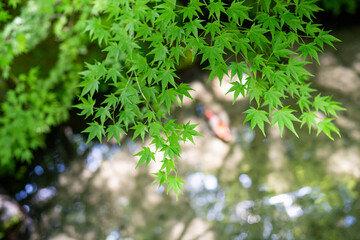 紅葉　池　鯉　日本の庭　雅