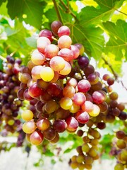 Grape in the garden.