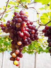 Grape in the garden.