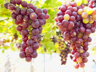 Grape in the garden.