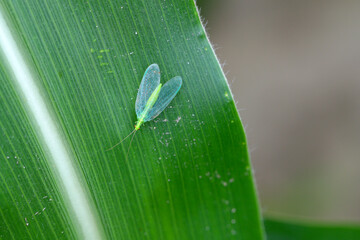 Green Lacewing Chrysopa perla. A natural enemy of pests. An insect on a corn leaf.