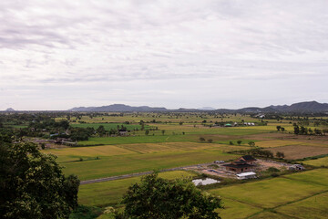 Fototapeta na wymiar Large rice fields, many acres