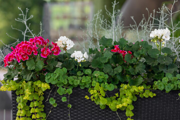 Flowers in outdoor flowerpots.