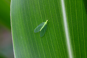 Green Lacewing Chrysopa perla. A natural enemy of pests. An insect on a corn leaf.
