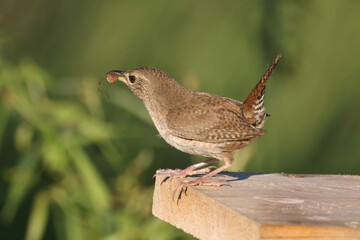 House wren perched on nesting box