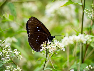 Fototapeta na wymiar Butterfly on a white flower in garden