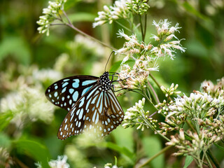 Butterfly on a white flower in garden