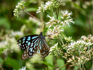 Butterfly on a white flower in garden