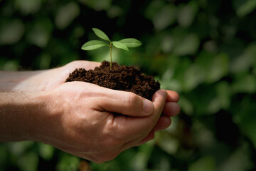 Nahaufnahme von Händen eines Mannes, die eine Jungpflanze in Erde halten, horizontal
