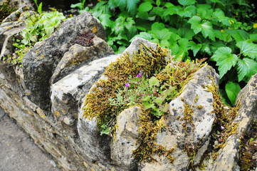 moss on the roadside fence
