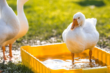 White domestic geese on a poultry farm stand on the green grass and drink water in nature on a hot sunny day. Breeding of birds. Home farming.