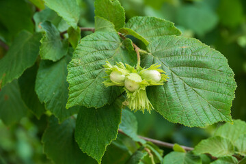 Hazelnuts growing on the tree branch