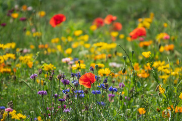 Colorful wildflowers on the sunny meadow.