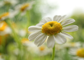 Kamille Nahaufnahme einer Blüte, grüne Landschaft, weicher Fokus, horizontal 