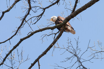 Mother Bald Eagle Giving Warning