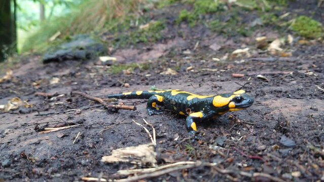 A fire salamander (Salamandra salamandra) in the wild