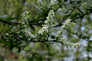 White flowers in the forest