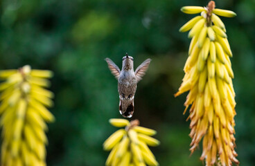 Hummingbird