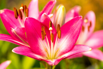 Obraz premium Beautiful pink lilies blooming in the garden, care for seasonal plants