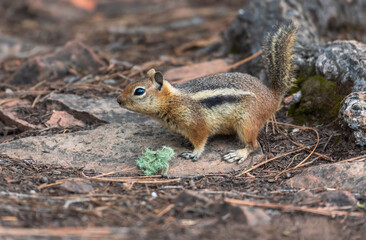 Chipmunk