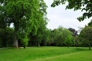 Fototapeta na wymiar several trees in the green garden